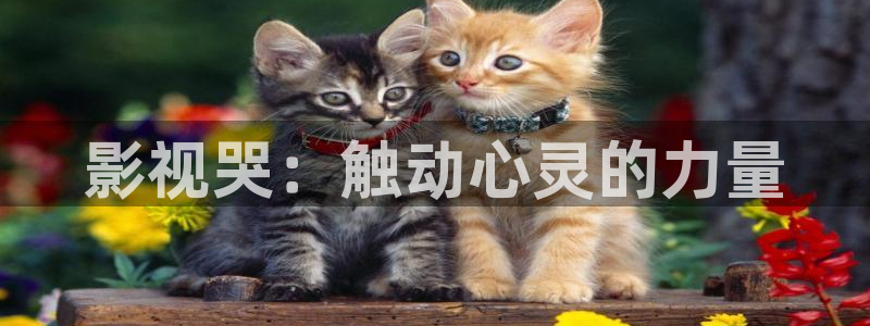 飘花影院新视觉影院特片网天堂影院：影视哭：触动心灵的力量